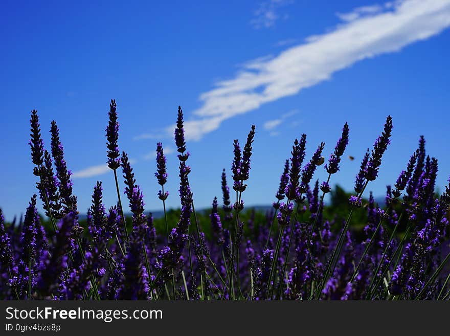 Violet lavender flowers on the field in the summer.