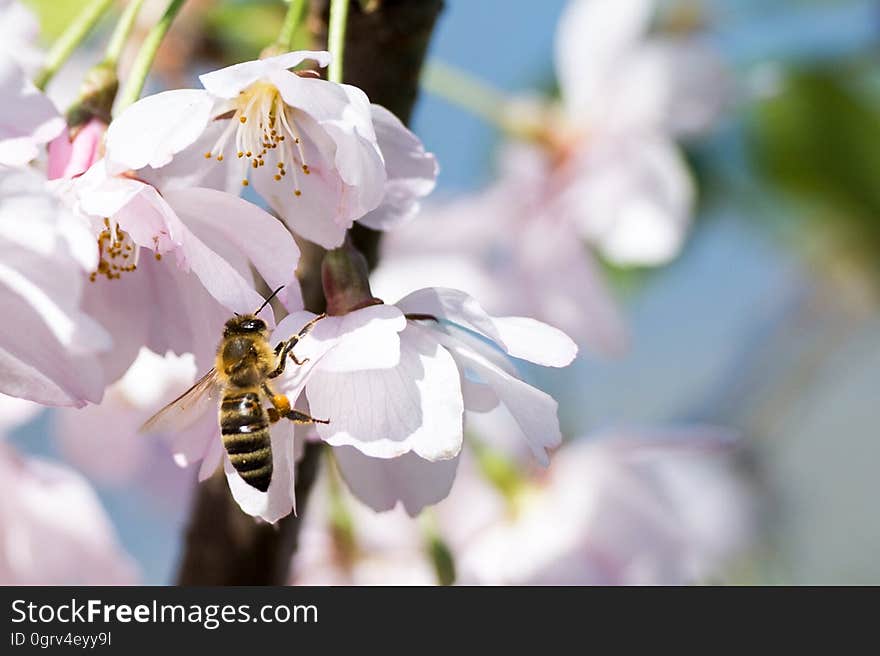 A bee gathers pollen from cherry blossoms. A bee gathers pollen from cherry blossoms.