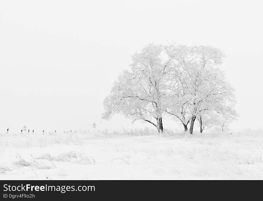 White and Black Tree Illustration