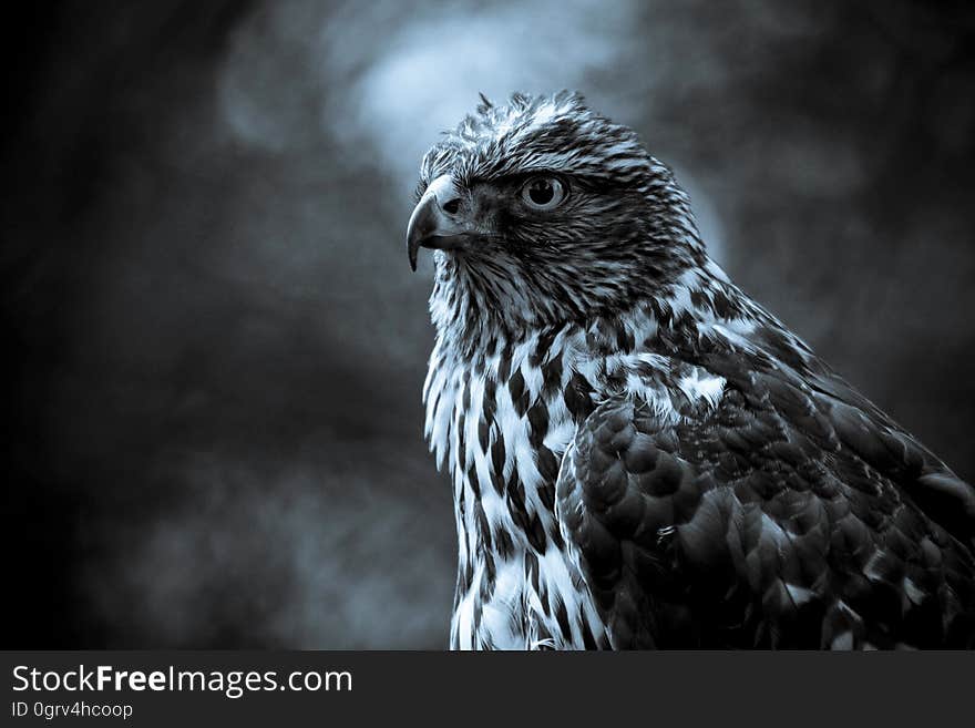 A close up of an eagle with clouds in the background. A close up of an eagle with clouds in the background.