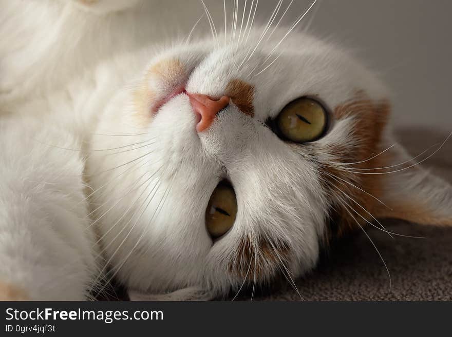 A close up of a cat`s face while lying on the floor. A close up of a cat`s face while lying on the floor.