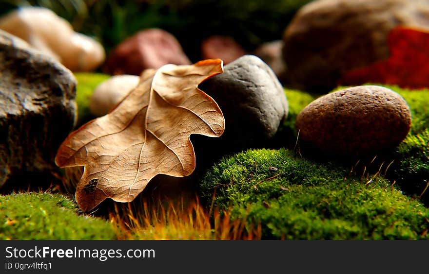 A close up of a fallen maple leaf and a nut on moss. A close up of a fallen maple leaf and a nut on moss.