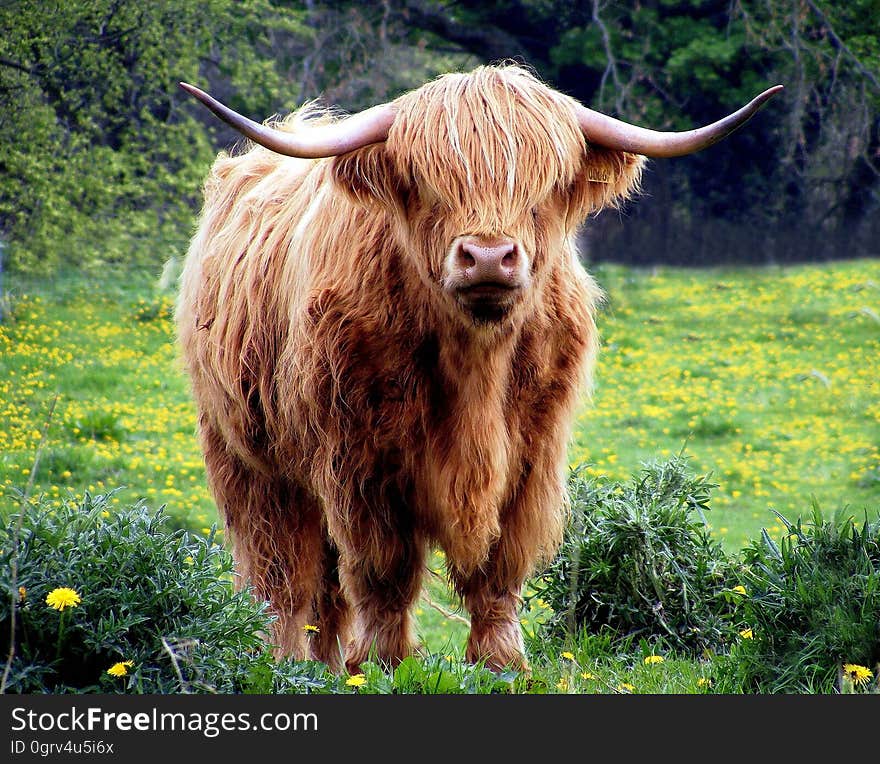 Brown Bull Standing in Green Grass Field at Daytime Photography