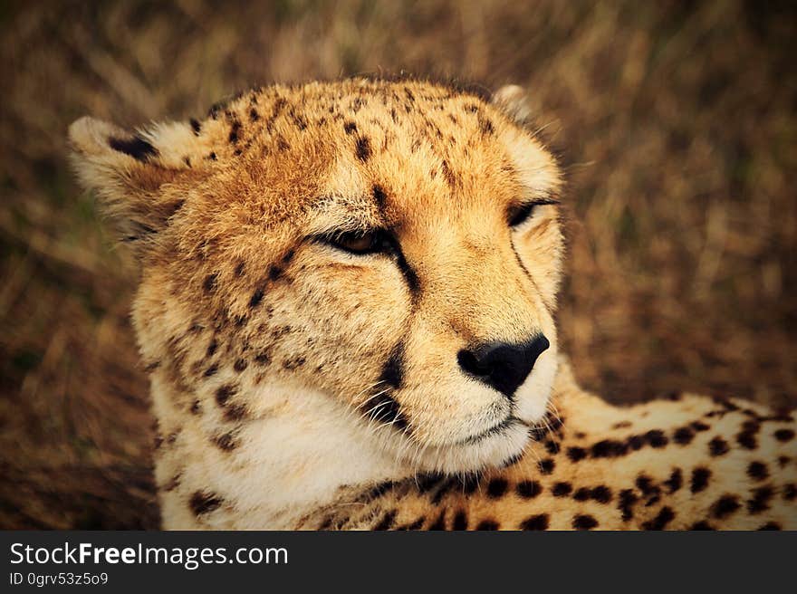 A close up portrait of a cheetah relaxing. A close up portrait of a cheetah relaxing.