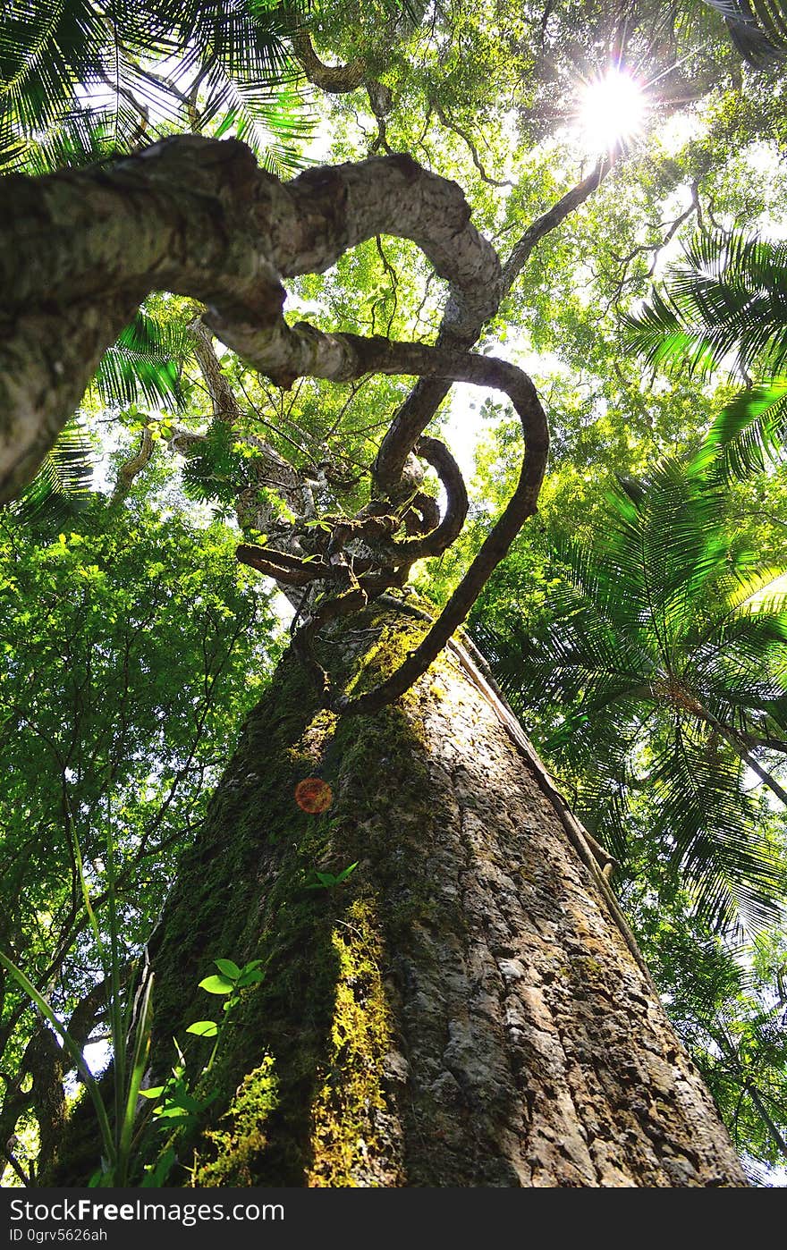 Worm&#x27;s Eye View of Brown Tree during Daytime