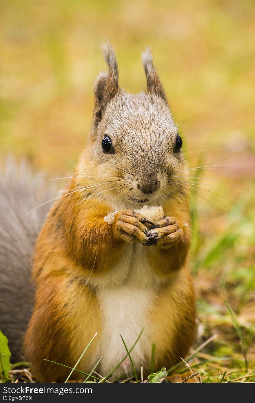 A red squirrel eating an almond on the grass. A red squirrel eating an almond on the grass.