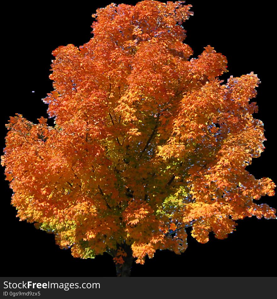 autumn-tree-top