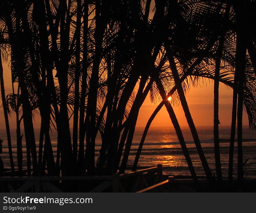 Sunset and Palm Trees