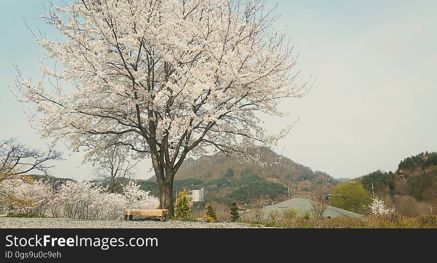 Cherry Blossoms　벚꽃　桜 참父母님 文鮮明♡韓鶴子 - - - - - - - - - - True Parents&#x27; Seorak 2016 on flickr Instagram. Cherry Blossoms　벚꽃　桜 참父母님 文鮮明♡韓鶴子 - - - - - - - - - - True Parents&#x27; Seorak 2016 on flickr Instagram