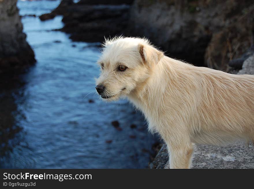 Close-up of Wet Dog by Lake