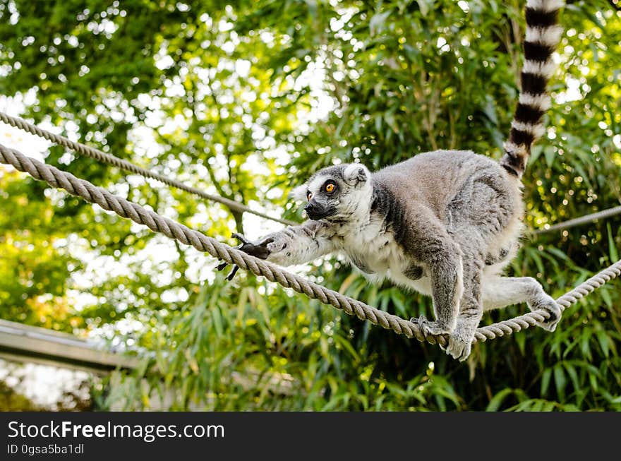 Ring-Tailed Lemur