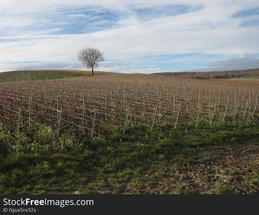 Cloud, Sky, Plant, Natural landscape, Tree, Land lot