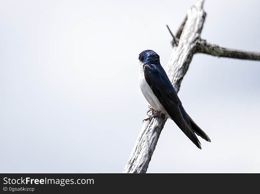 Oiseau &#x28;Hirondelle Bicolore&#x29; 223