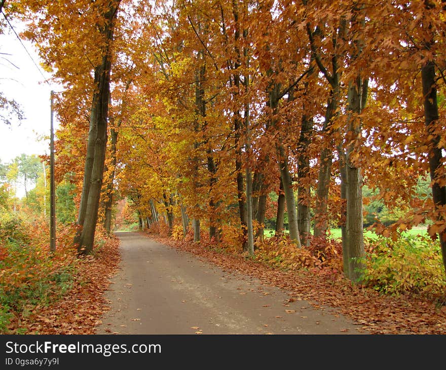 Plant, Leaf, Natural landscape, Tree, Vegetation, Trunk