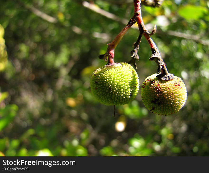 aardbeiboom -- strawberry tree -- Arbutus unedo. aardbeiboom -- strawberry tree -- Arbutus unedo