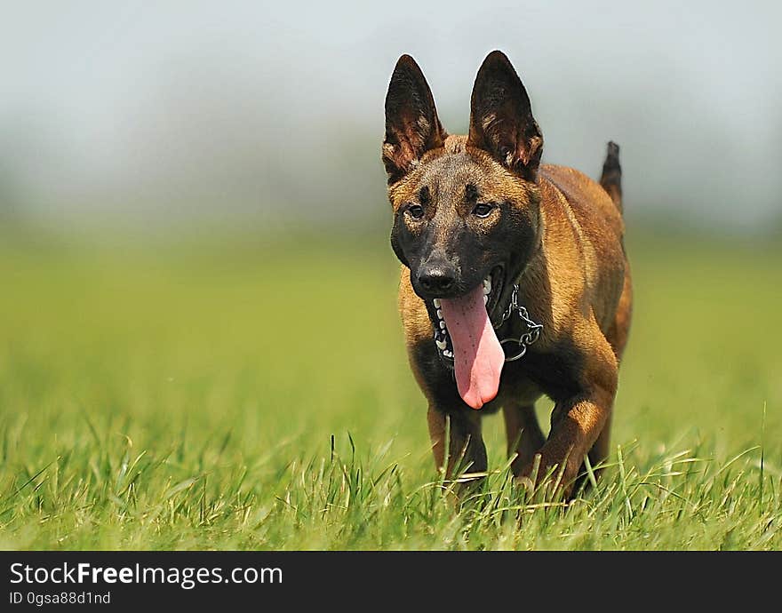 Brown Black Dog Stuck Tongue Walking in a Green Fields