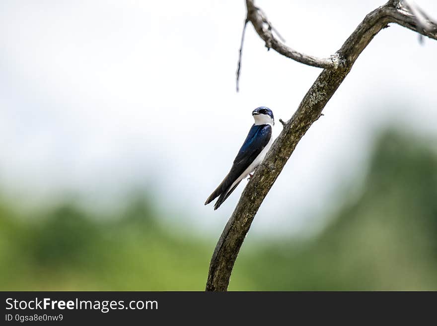 Oiseau &#x28;Hirondelle Bicolore&#x29; 218