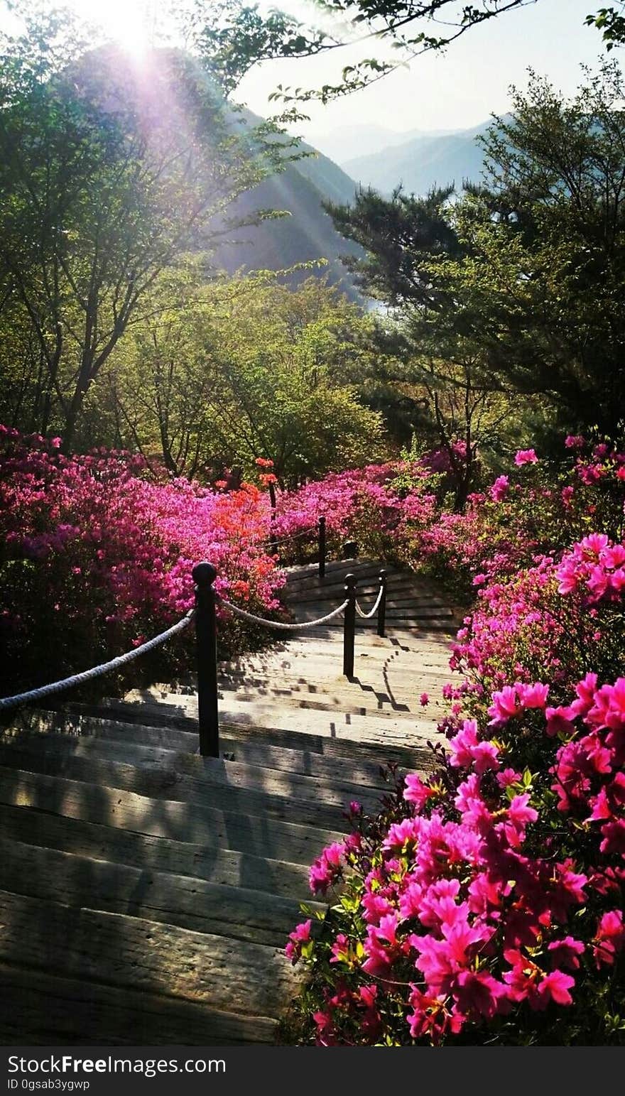 azalea　철쭉　ツツジ View from the 천주청평수련원 天宙清平修錬苑 Cheongpyeong Heaven and Earth Training Center - - - - - - - - - - 참父母님 文鮮明♡韓鶴子 - - - - - - - - - - True Parents&#x27; Seorak 2017 on flickr Instagram. azalea　철쭉　ツツジ View from the 천주청평수련원 天宙清平修錬苑 Cheongpyeong Heaven and Earth Training Center - - - - - - - - - - 참父母님 文鮮明♡韓鶴子 - - - - - - - - - - True Parents&#x27; Seorak 2017 on flickr Instagram