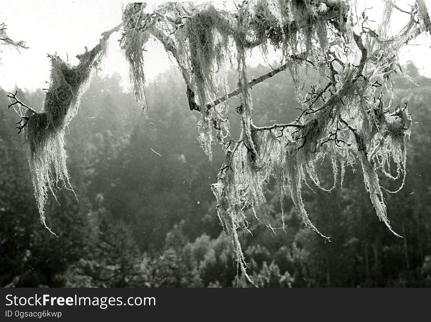 old man&#x27;s beard &#x28;lichen&#x29;