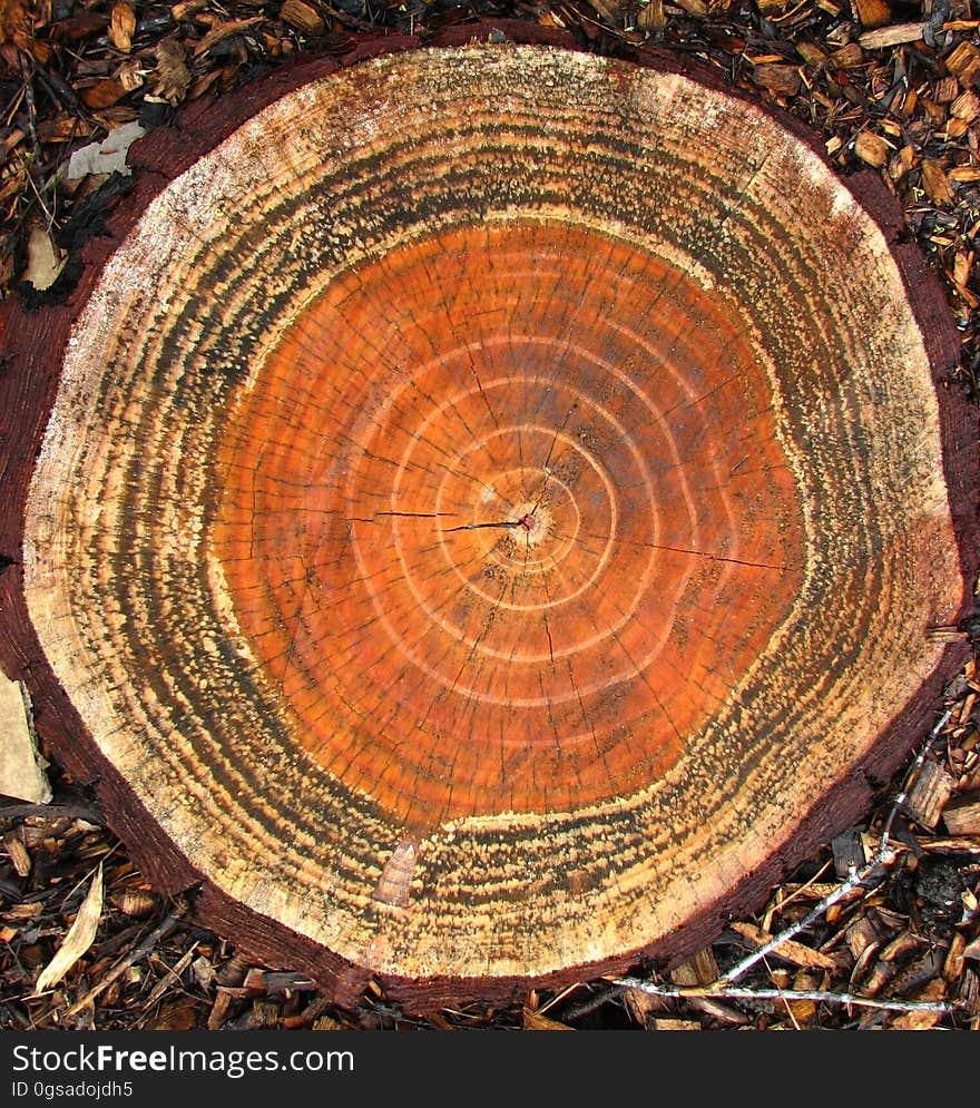 tree cross-section 1