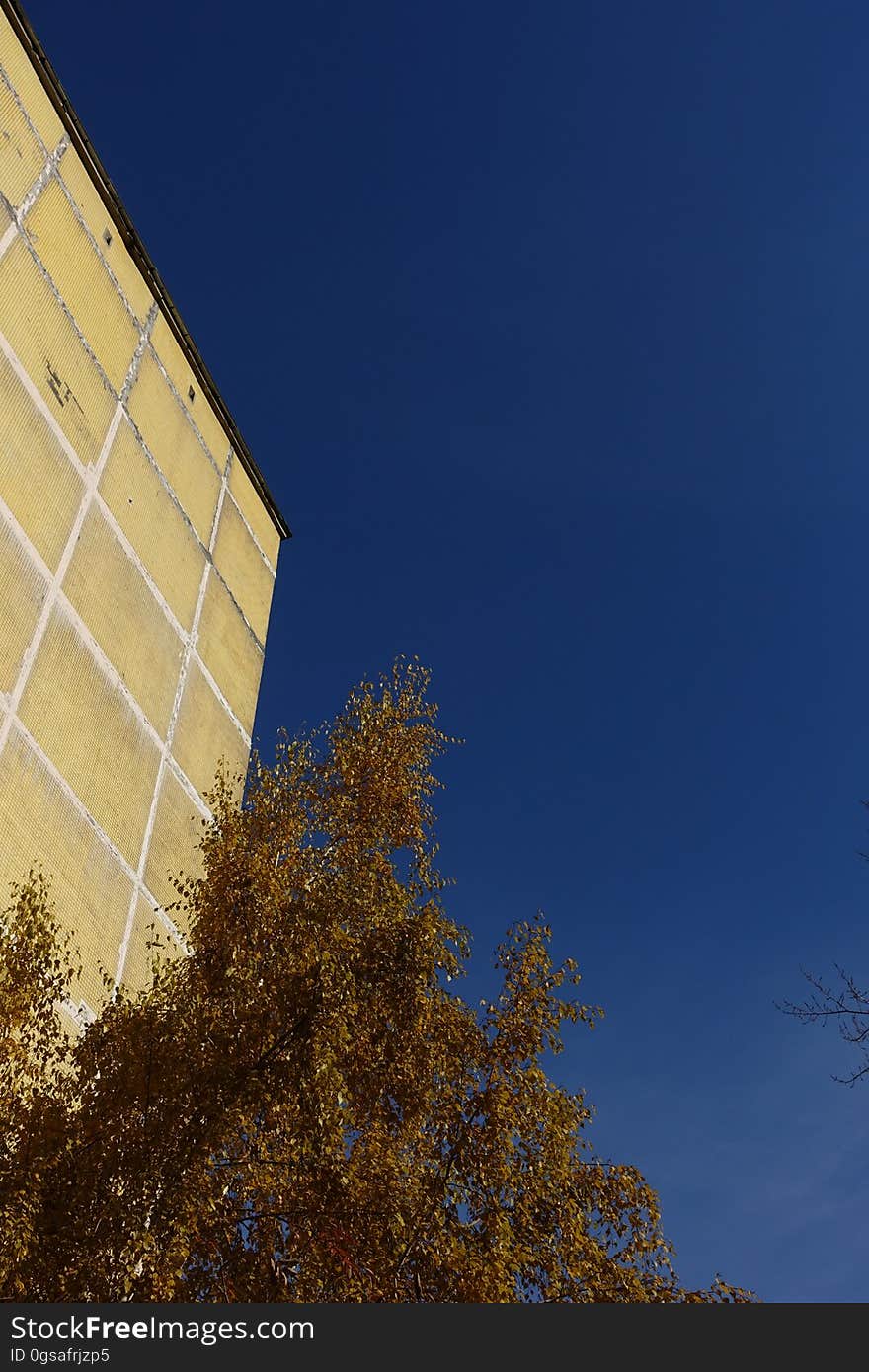 Sky, Azure, Rectangle, Twig, Tree, Line