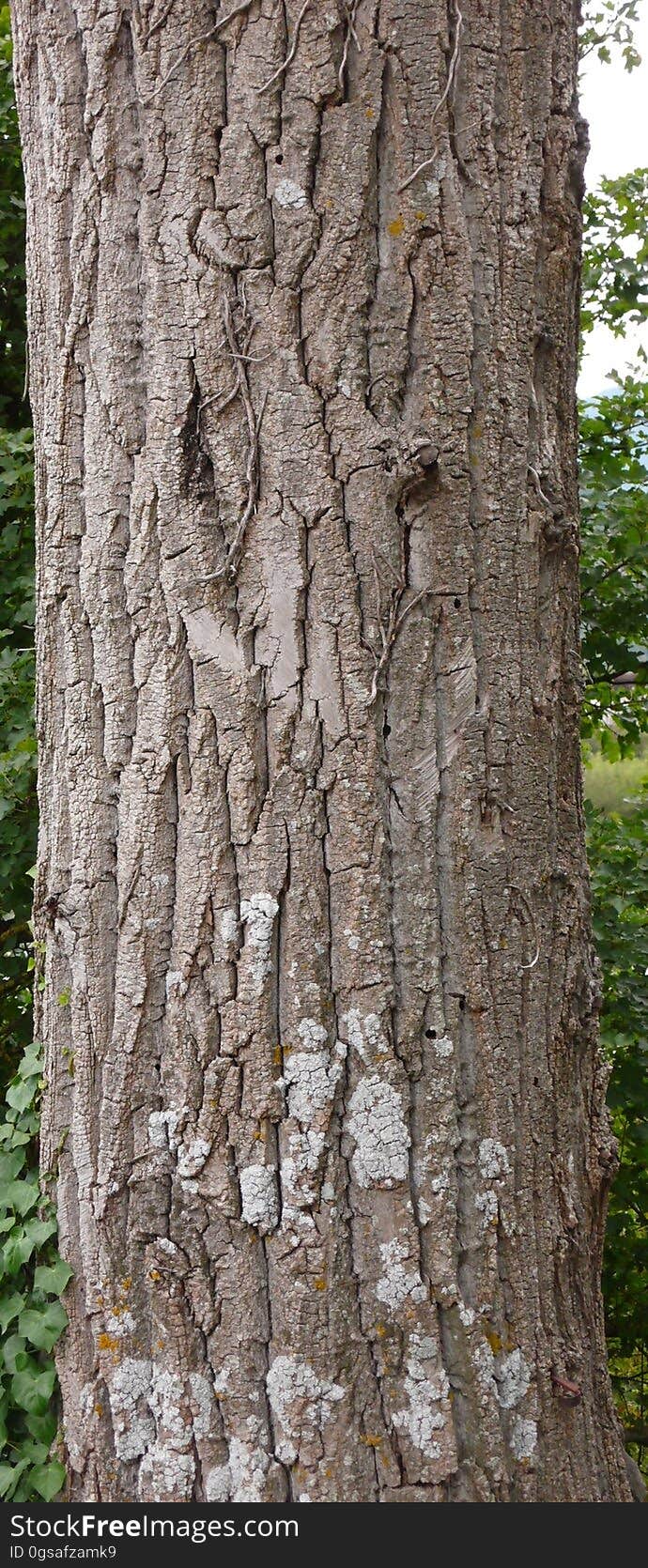 Plant, Tree, Terrestrial plant, Trunk, Wood, Forest