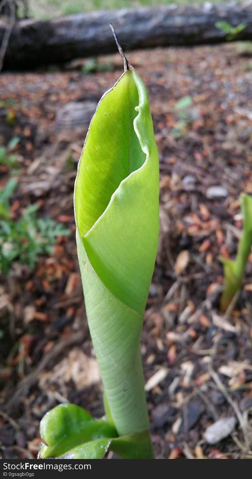 The banana trees return every year. The banana trees return every year