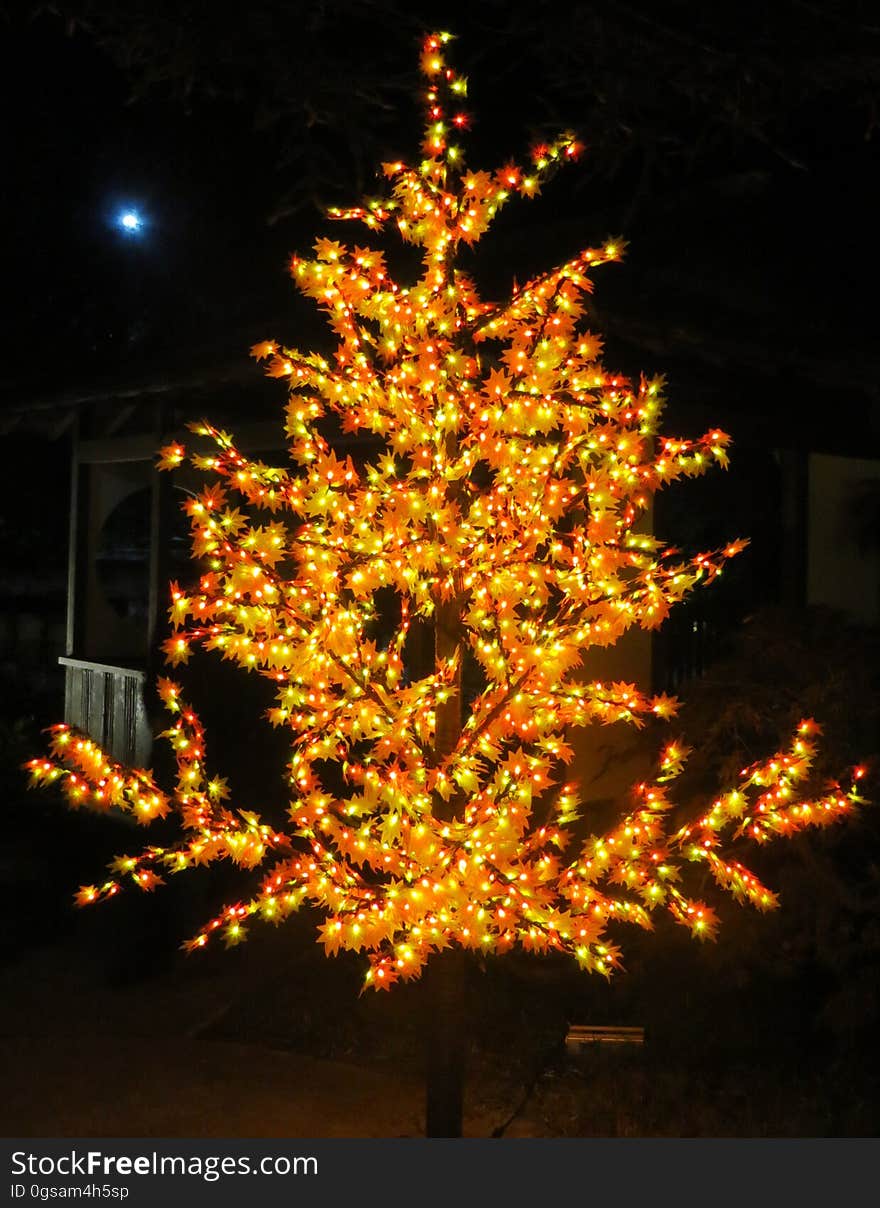 lighted tree