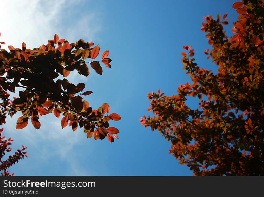 Orange and Black Leaf Tree