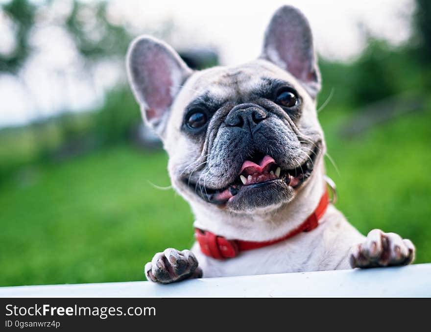 White Short Coated Dog