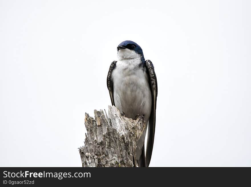 Oiseau &#x28;Hirondelle Bicolore&#x29; 205