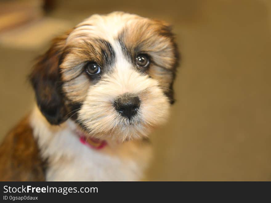 Close Up Photo of Shih Tzu Puppy