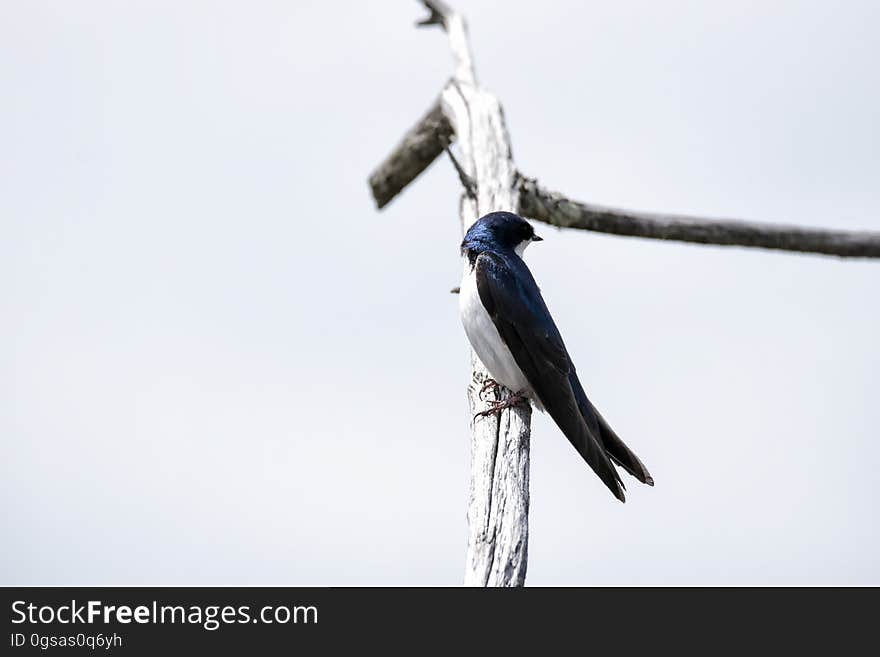 Oiseau &#x28;Hirondelle Bicolore&#x29; 224