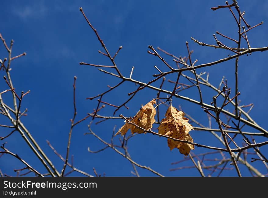 Yellow leaves in Autumn