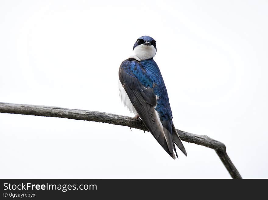 Oiseau &#x28;Hirondelle Bicolore&#x29; 207