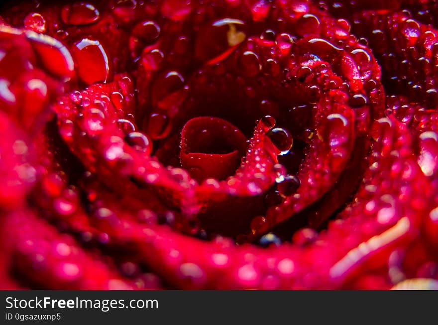 Macro view of water drops on bright red flower petals.