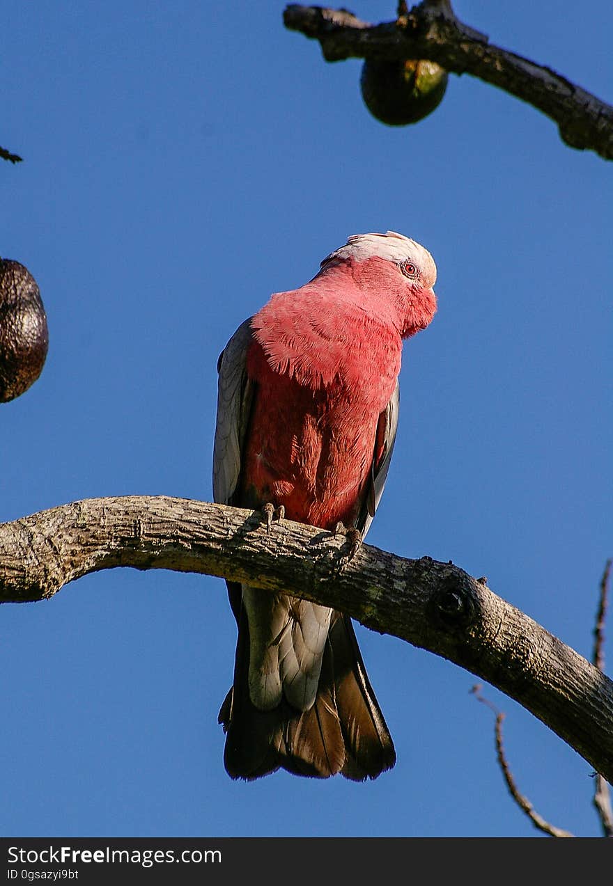 Red and White Bird on Brown Tree Trunk