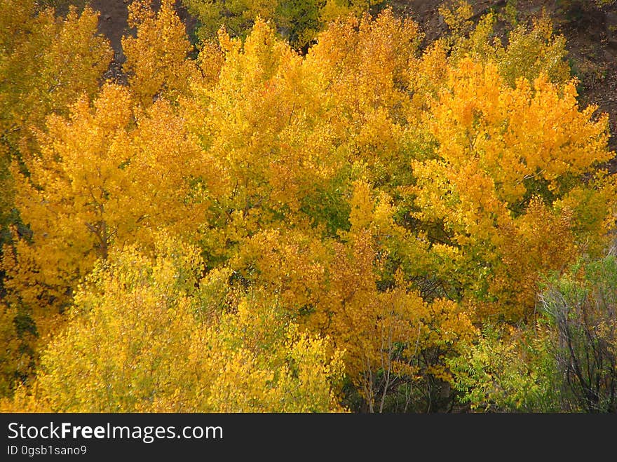 aspens in fall