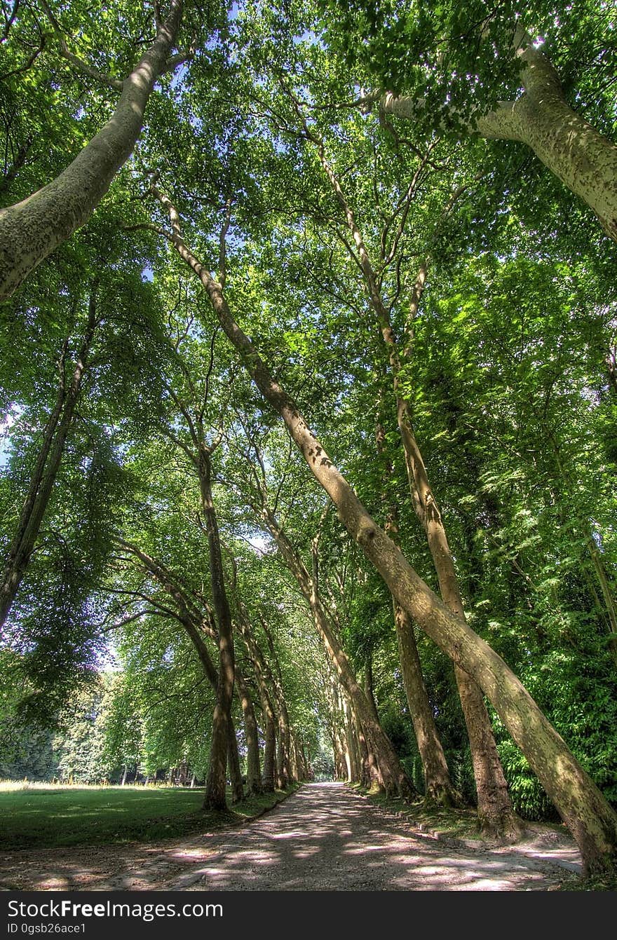 Parc du Chateau de Courances