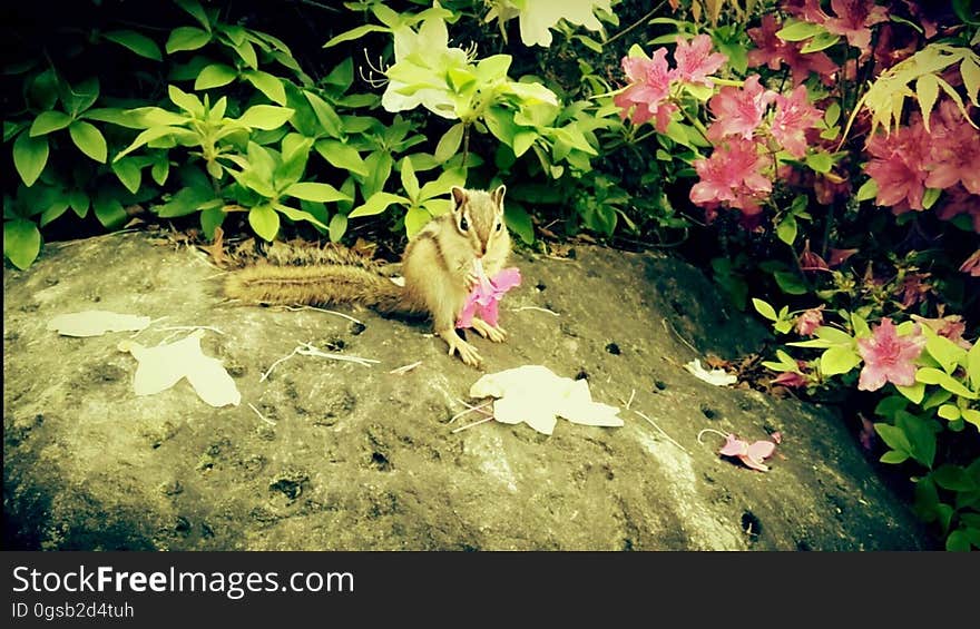 chipmunk（squirrel） 다람쥐　シマリス Location 천주청평수련원 天宙清平修錬苑 Cheongpyeong Heaven and Earth Training Center - - - - - - - - - - 참父母님 文鮮明♡韓鶴子 - - - - - - - - - - True Parents&#x27; Seorak 2017 on flickr Instagram. chipmunk（squirrel） 다람쥐　シマリス Location 천주청평수련원 天宙清平修錬苑 Cheongpyeong Heaven and Earth Training Center - - - - - - - - - - 참父母님 文鮮明♡韓鶴子 - - - - - - - - - - True Parents&#x27; Seorak 2017 on flickr Instagram