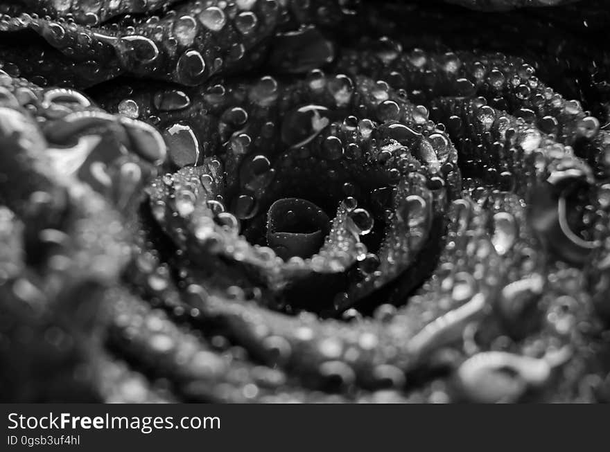 Black and white macro view of raindrops on petals of flower.