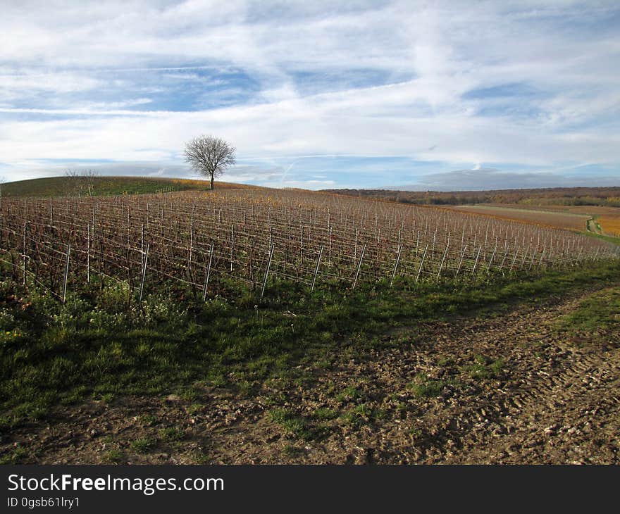 Cloud, Sky, Plant, Tree, Natural landscape, Agriculture