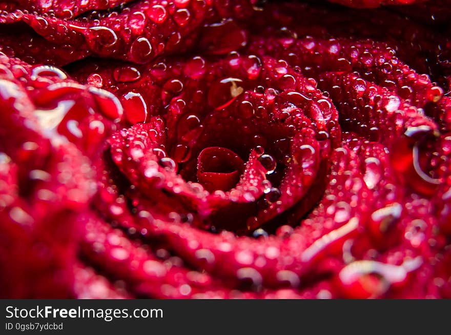 Close up of dew or water drops on petals of red rose. Close up of dew or water drops on petals of red rose.