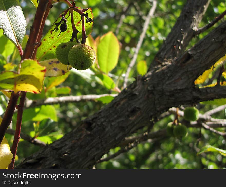 aardbeiboom -- strawberry tree -- Arbutus unedo. aardbeiboom -- strawberry tree -- Arbutus unedo