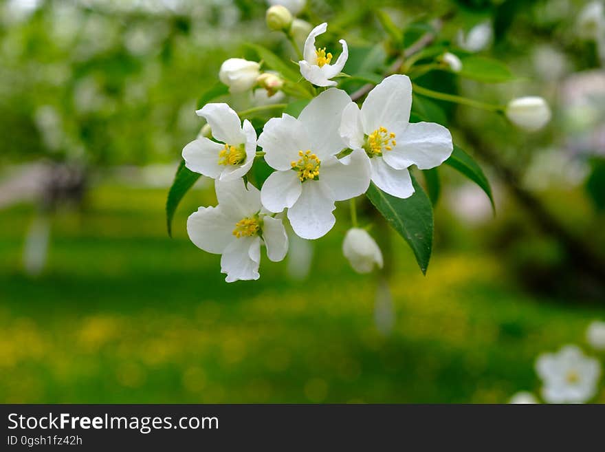 Blooming Apple tree