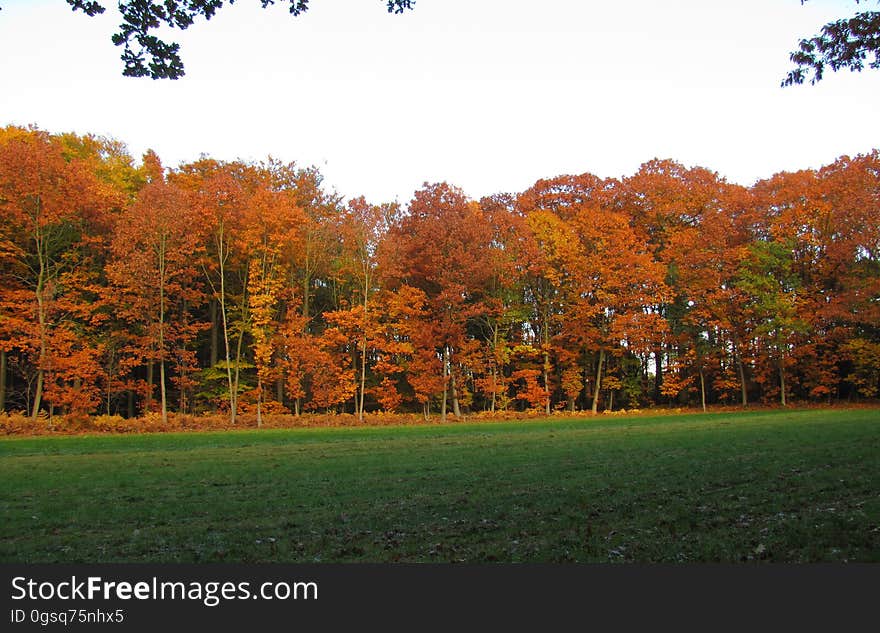 Sky, Plant, Leaf, Natural environment, Natural landscape, Tree