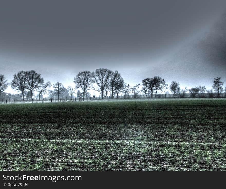 Plant, Sky, Cloud, Natural landscape, Tree, Black-and-white