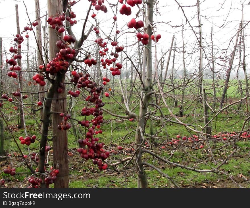 Flower, Plant, Twig, Fruit, Grass, Tree