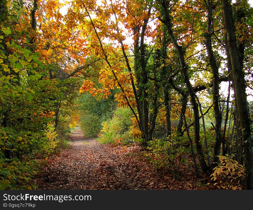 Plant, People in nature, Leaf, Natural landscape, Tree, Branch