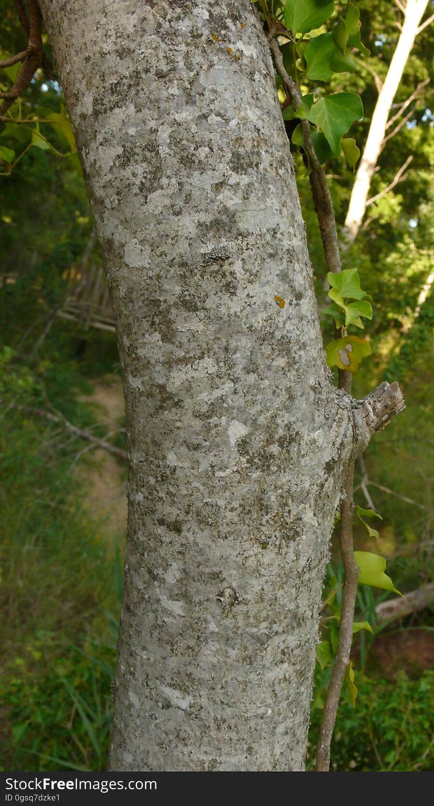 Plant, Wood, Botany, Branch, Vegetation, Terrestrial plant